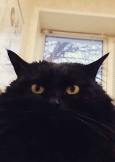 Иван Котов